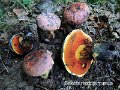 Imperator rhodopurpureus-amf355-1